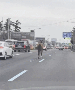 지난 24일 제주시 무수천 교차로 인근 도로에서 말 한 마리가 달리고 있다 [사진=독자제공/연합뉴스]