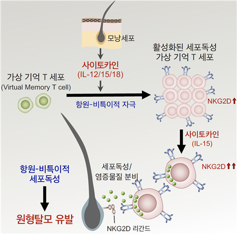국내 연구팀이 원형탈모증을 일으키는 새로운 면역 T 세포를 발견하고 새로운 치료의 길을 제시했다. [사진=KAIST]