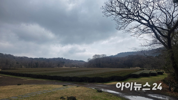 6일 에어비앤비 로컬 체험 콘텐츠 '올티스' 프로그램에서 제공되는 홍차. 자체 농장에서 생산한 차를 팽주(烹主)가 우려 내어준다. [사진=진광찬 기자]