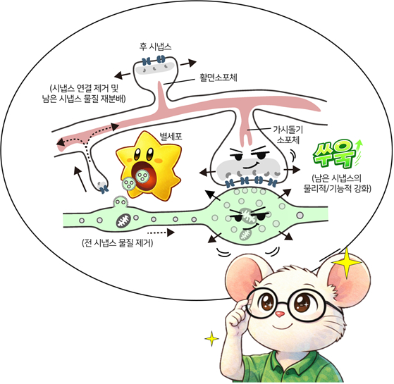 뇌 회로 편집→기억력↑ 外 [과학게시판]