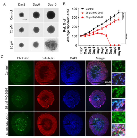 3차원 스페로이드에서 MO-2097의 항암효과. 저산소 환경에서 MO-2097에 의한 세포사멸(C)을 확인했다. [사진=생명연]