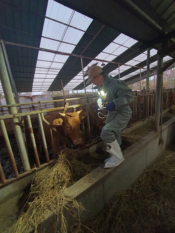 청주시가 11월 3일까지 모든 소 농가를 대상으로 럼피스킨병 예방백신 긴급 접종을 한다. [사진=청주시]