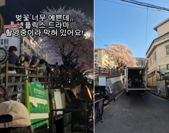 드라마 촬영으로 통제된 벚꽃길. [사진=SNS 캡처]