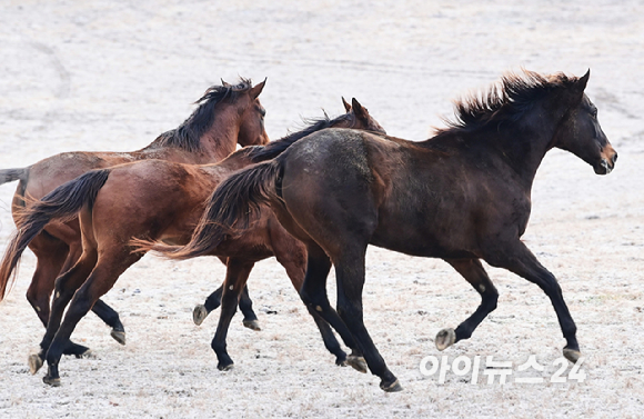 2026 병오년(丙午年) '붉은 말의 해'를 앞둔 10일 경기도 고양시 서삼릉 인근 원당종마목장에서 한국마사회 승마단 방시레 선수가 말과 함께 떠오르는 햇살을 가르며 힘찬 도약을 펼치고 있다. [사진=정소희 기자]