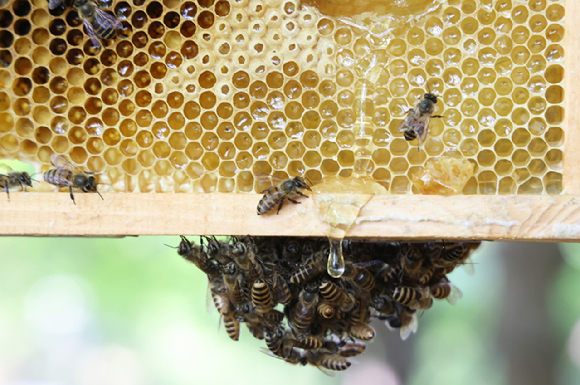 LG가 조성한 토종 꿀벌 서식지에서 김대립 명인이 꿀벌통을 들어 보이고 있다. [사진=LG]