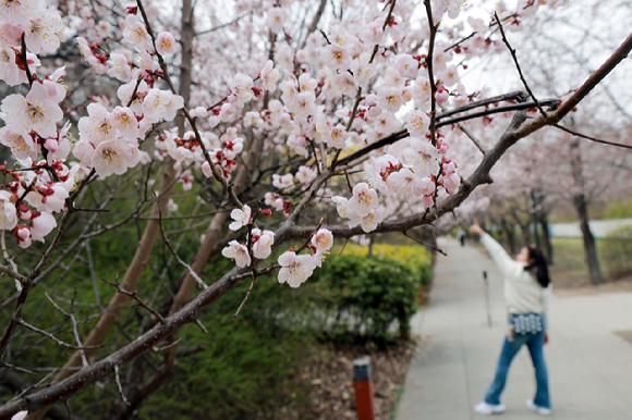 서울 영등포구 여의도 윤중로에 벚꽃이 활짝 폈다. [사진=연합뉴스]