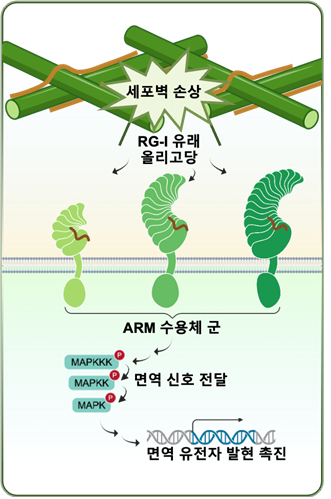 상처 입은 식물, 위험 신호 울려 스스로 보호한다 [지금은 과학]