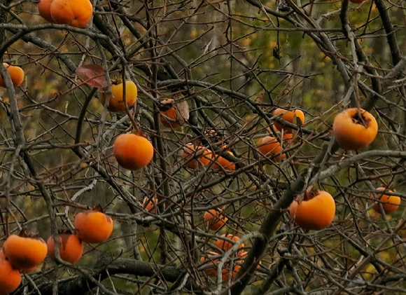 감나무 이미지. 기사와 직접 관련이 없는 사진 [사진=픽셀스@Davide Comunian]