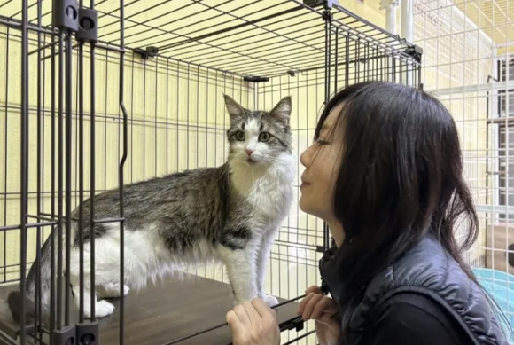 한달 동안 아파트에 갇혀 버려졌다 살아남은 고양이 '미라클'이 회복됐다. [사진=SCMP]