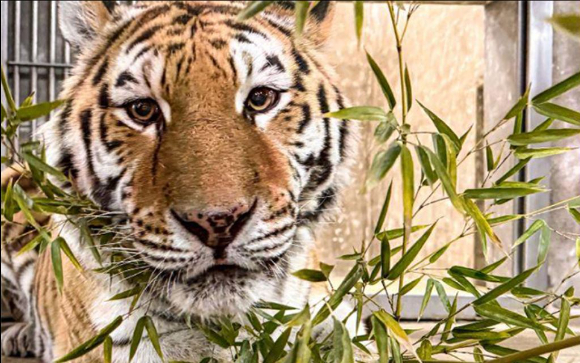 서울대공원에서 생활하던 멸종위기 야생동물 1급인 시베리아 호랑이 '미호'가 세상을 떠났다. 사진은 미호. [사진=서울대공원]