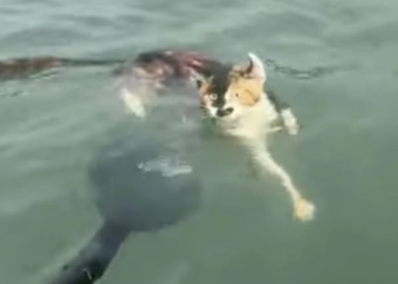 중국 광둥성의 한 저수지에서 1000여 마리가 넘는 고양이를 '복을 빌기 위한 방생 의식' 명목으로 풀어놓는 과정에서 수많은 고양이가 물에 빠져 죽는 사건이 일어났다. 사진은 일반 고양이로, 본 기사 내용과 무관. [사진=Freepik]