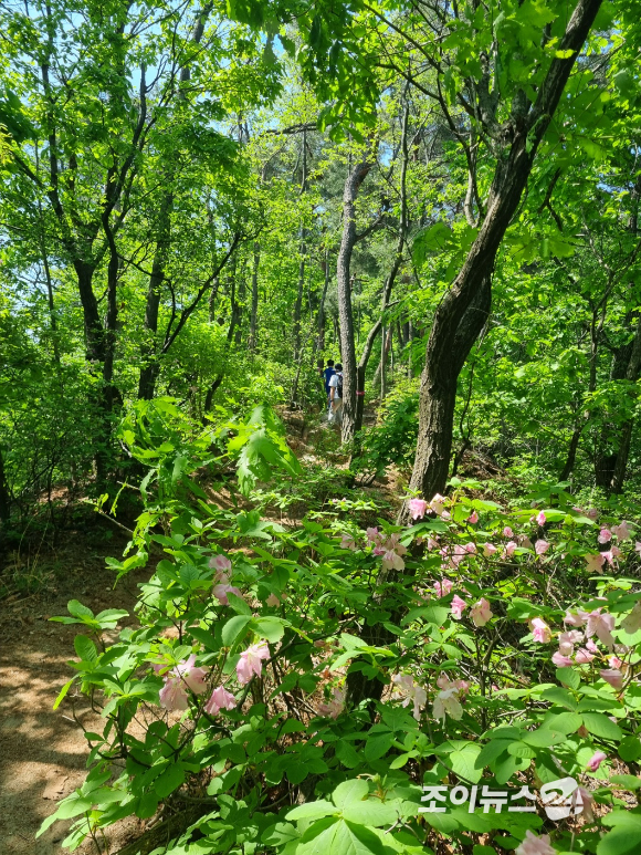 25일 '산악인 오은선대장과 함께하는 제13회 희망찾기 등산 &middot; 트레킹 교실'에서 포착한 진달래 능선의 철쭉 [사진=이미영 기자]