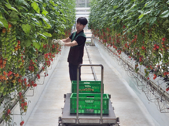 GS리테일 임직원이 푸르메소셜팜에서 토마토를 수확하고 있다. [사진=GS리테일]