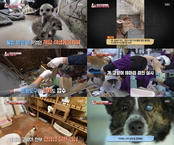 '동물농장' 야생카페 관련 이미지 [사진=SBS]