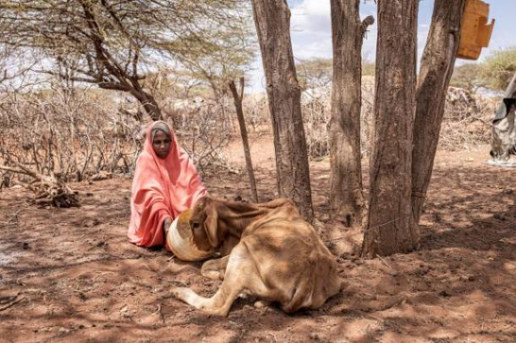 동아프리카 지역에 최악의 가뭄이 이어지고 있다. 가축은 물론 주민까지 큰 고통에 시달리고 있다. [사진=WMO]