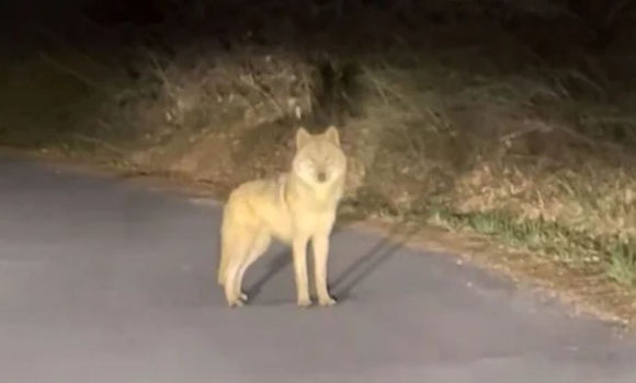 대전 오월드 동물원을 탈출한 늑대 '늑구'가 포획 직전 포위망을 뚫고 달아났다. 사진은 전날 밤 대전시 무수동 야산에서 발견된 늑구 추정 개체. [사진=온라인 커뮤니티 ]