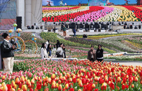 경기도 용인시 에버랜드를 찾은 시민들이 활짝 핀 튤립을 보며 봄 정취를 만끽하고 있다. [사진=연합뉴스]