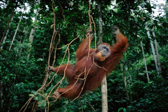 케이지에 갇힌 오랑우탄. [사진=&copy;WWF-Indonesia Chairul Saleh]