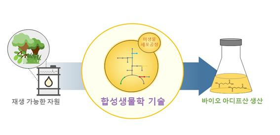 지방산 유래산물로부터 바이오 아디프산 생산이 가능한 효모 균주. 지방산을 분해하는 대사 경로를 인공적으로 재설계, 최적화해 지방산 메틸 에스터로부터 바이오 아디프산을 생산할 수 있는 미생물 세포공장을 개발했다[사진=화학연]