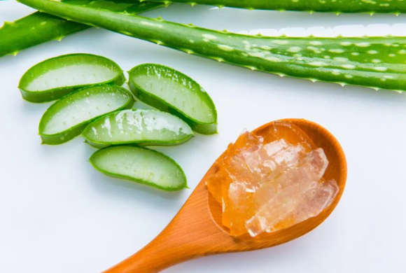 알로에 베라에 함유된 특정 식물성 화합물이 알츠하이머병 치료 후보로 활용될 가능성이 있다는 연구 결과가 나왔다. 사진은 본 기사 내용과 무관. [사진= Pngtree]