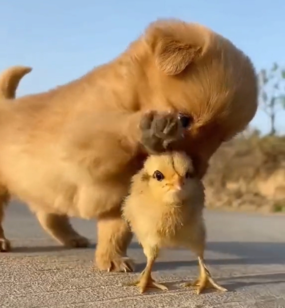 새끼 강아지는 그저 병아리와 친구가 되고 싶었을 것이다. 다만 그러기에 병아리가 너무 작았을 뿐. [사진=틱톡]