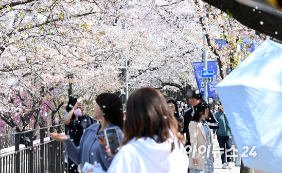 서울 여의도 윤중로를 찾은 시민들이 벚꽃을 즐기고 있다. 전 세계적으로 올해 3월이 기록상 두 번째로 평균온도가 높았던 3월로 기록됐다.  [사진=김성진 기자]