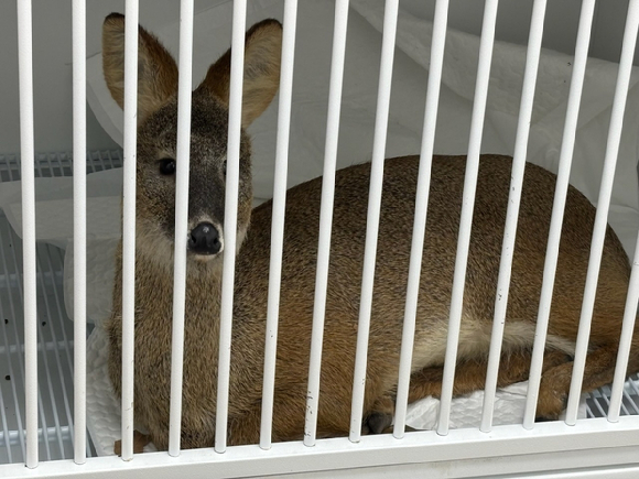 인천 주차타워에서 구조된 고라니 [사진=인천시 남동구]