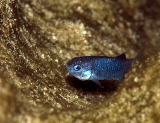 데블스홀 퍼피시. [사진=Mongabay]