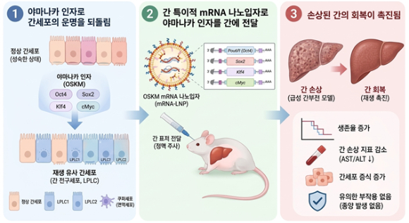 노화 역전 유전자로 손상된 간을 회복시키는 기술이 나왔다. [사진=한국연구재단]