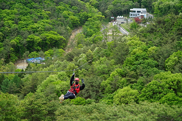 8개 코스, 1683m 규모로 5월 1일부터 운영하는 집라인. [사진=보은군]