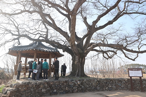  지난 13일 이상근 경상남도 고성군수가 거류면 은월리에 위치한 은정자를 방문해 보호수 생육과 주변 정비 상황을 점검하고 있다. [사진=경상남도 고성군] 