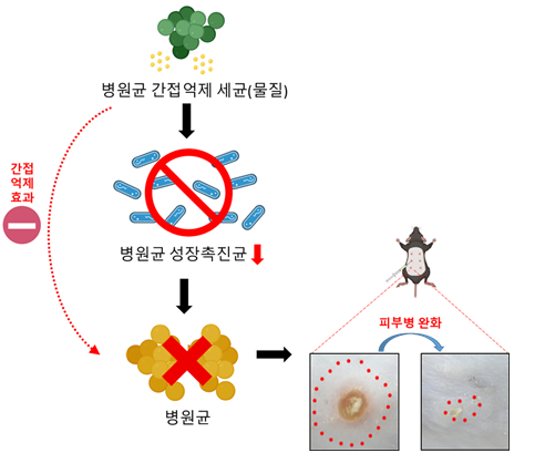 생명연 연구팀이 병원균을 직접 억제하는 대신 ‘병원균 성장촉진균’ 억제를 통해 간접적으로 피부병 개선을 확인했다. [사진=생명연]