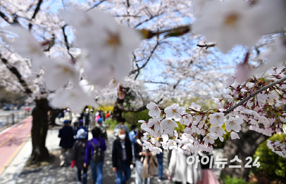 지난해 봄, 서울 여의도 윤중로를 찾은 시민들이 활짝 핀 벚꽃을 보며 산책을 하고 있다. [사진=아이뉴스24DB]