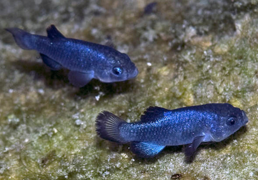 데블스홀 퍼피시. [사진=Mongabay]