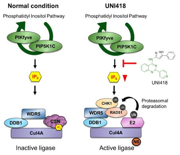 국내 연구팀이 항암제 내성을 극복할 수 있는 길을 제시했다. [사진=IBS]