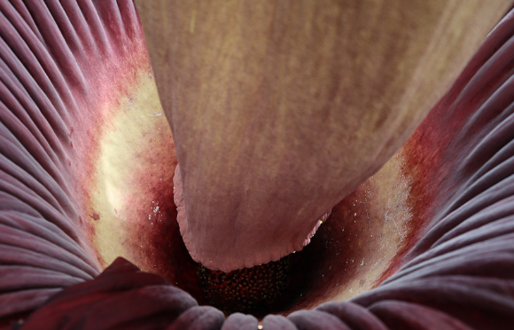 체가 썩는 듯한 악취로 유명한 희귀 식물 '시체꽃'이 미국 한 대학 온실에서 다시 개화해 관람객들의 발길을 끌고 있다. 사진은 시체꽃. [사진=AP/연합뉴스]