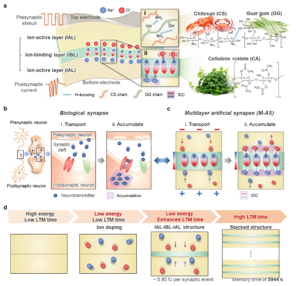 DGIST 연구팀이 차세대 항염증 단백질을 개발했다. [사진=DGIST]