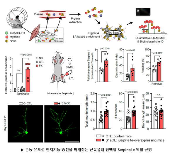 국내 연구팀이 운동 모방 치료제 기술에 대한 청사진을 제시했다. [사진=한국뇌연구원]