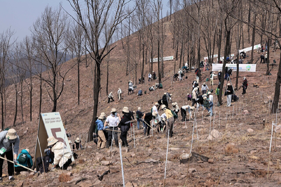 유한킴벌리가 28일 경북 안동 산불피해지에서 '우리강산 푸르게 푸르게 2026 신혼부부 나무심기'를 진행했다. 참가자들이 나무심기에 열중하고 있다. [사진=유한킴벌리]