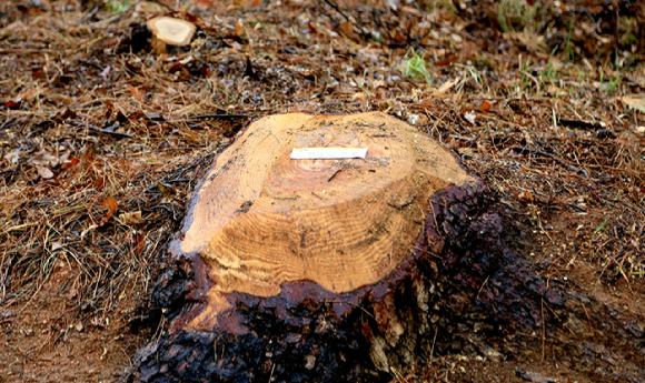 소나무재선충병 피해목 벌채 작업 장면. [사진=산림청]