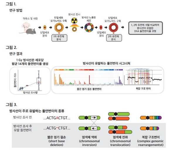 국내 의과학자들이 방사선 유발 DNA 돌연변이 특성을 처음으로 규명했다. [사진=KAIST]