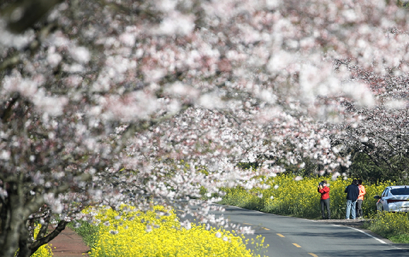 지난 1일 제주 서귀포시 표선면 녹산로에 벚꽃과 유채꽃이 활짝 펴 짙은 봄 정취를 풍기고 있다. [사진=뉴시스]