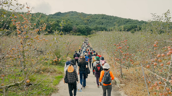 지난해 국립백두대간수목원에서 개최한 제1회 백두대간 가든하이킹 참여자들이 봉화지역 자랑인 사과밭길을 걷고 있다. [사진=한국수목원정원관리원]