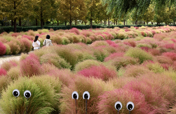 부산 북구 화명생태공원에 알록달록한 댑싸리 단지가 조성돼 장관을 이루고 있다. [사진=연합뉴스]