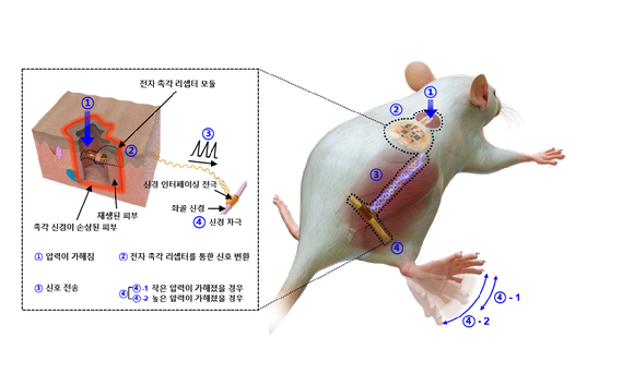 통합 디바이스를 통한 외부 자극의 신경 전달 메커니즘 모식도. ①.인공피부에 삽입되어 있는 유연 압력 센서를 통해 외부 압력이 전달되고, ②.전자 촉각 리셉터를 통해 외부 압력이 전기 신호로 변환된다. ③,④.전기 신호가 신경 인터페이싱 전극을 따라 신경에 전달된다. [사진=KIST]