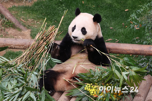 푸바오가 일반 관람객들을 만나는 마지막 날인 3일 오전 용인 에버랜드 판다월드 실내 방사장에서 푸바오가 대나무를 먹고 있다. [사진=사진공동취재단]