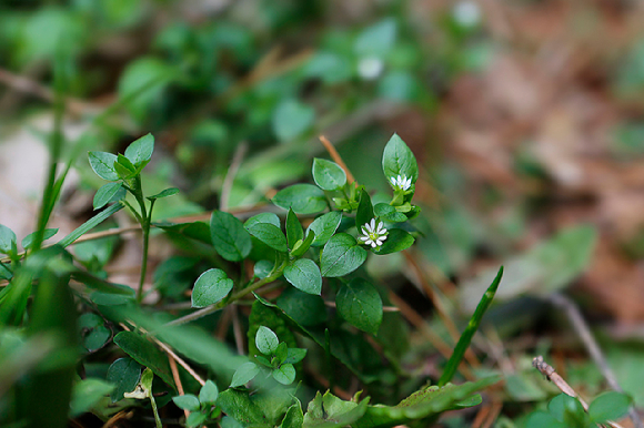 별꽃. [사진=코스메카코리아]
