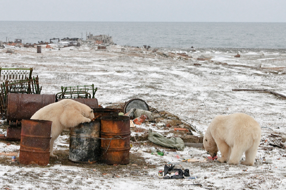 처칠에서 포착된 수컷 북극곰 두마리. [사진=Elisabeth Kruger/ WWF]