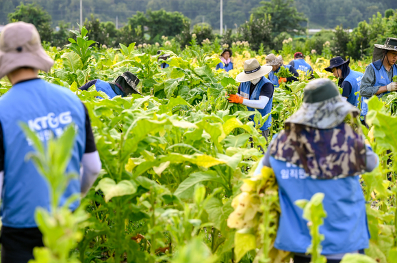 KT&G 직원들이 잎담배 농가에서 봉사활동을 펼치고 있는 모습. [사진=KT&G]
