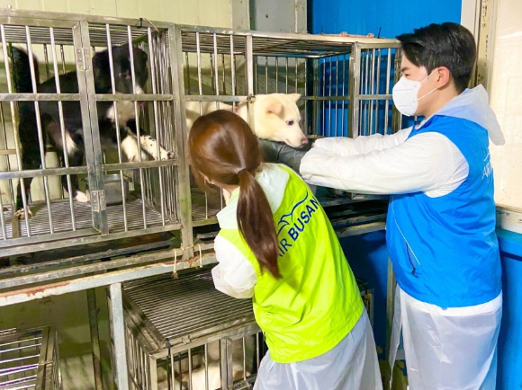 에어부산 객실승무원들이 부산동물보호센터를 방문해 유기동물을 위한 봉사활동을 실시하고 있다. [사진=에어부산]